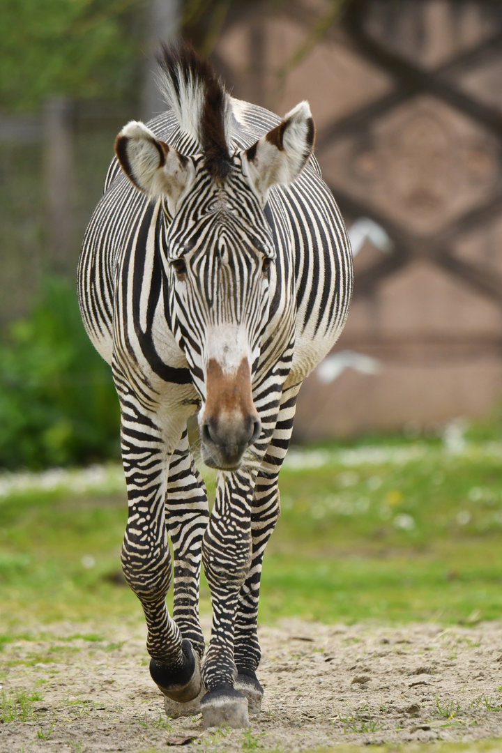 Grevy's zebra (Equus grevyi)