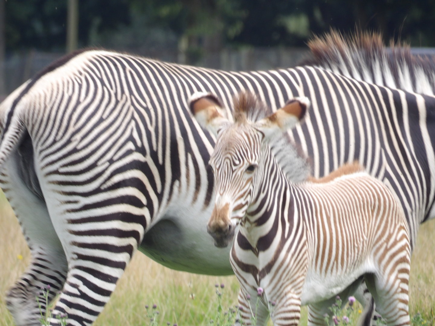 Grevy’s Zebra (Equus grevyi)