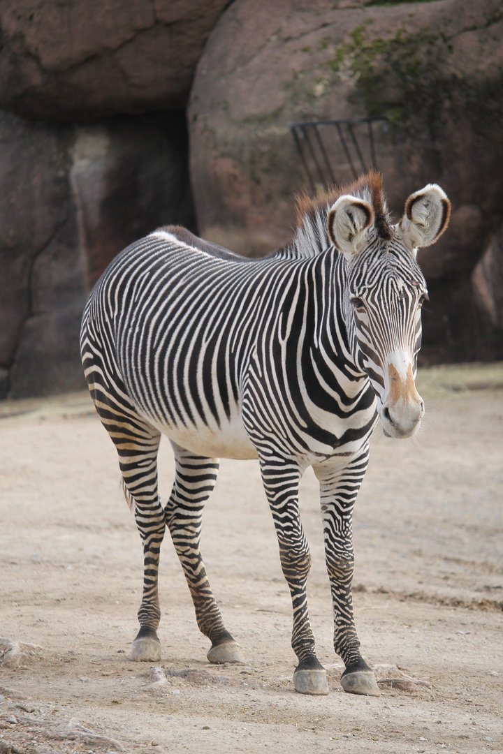 Grevy's Zebra (Equus grevyi)