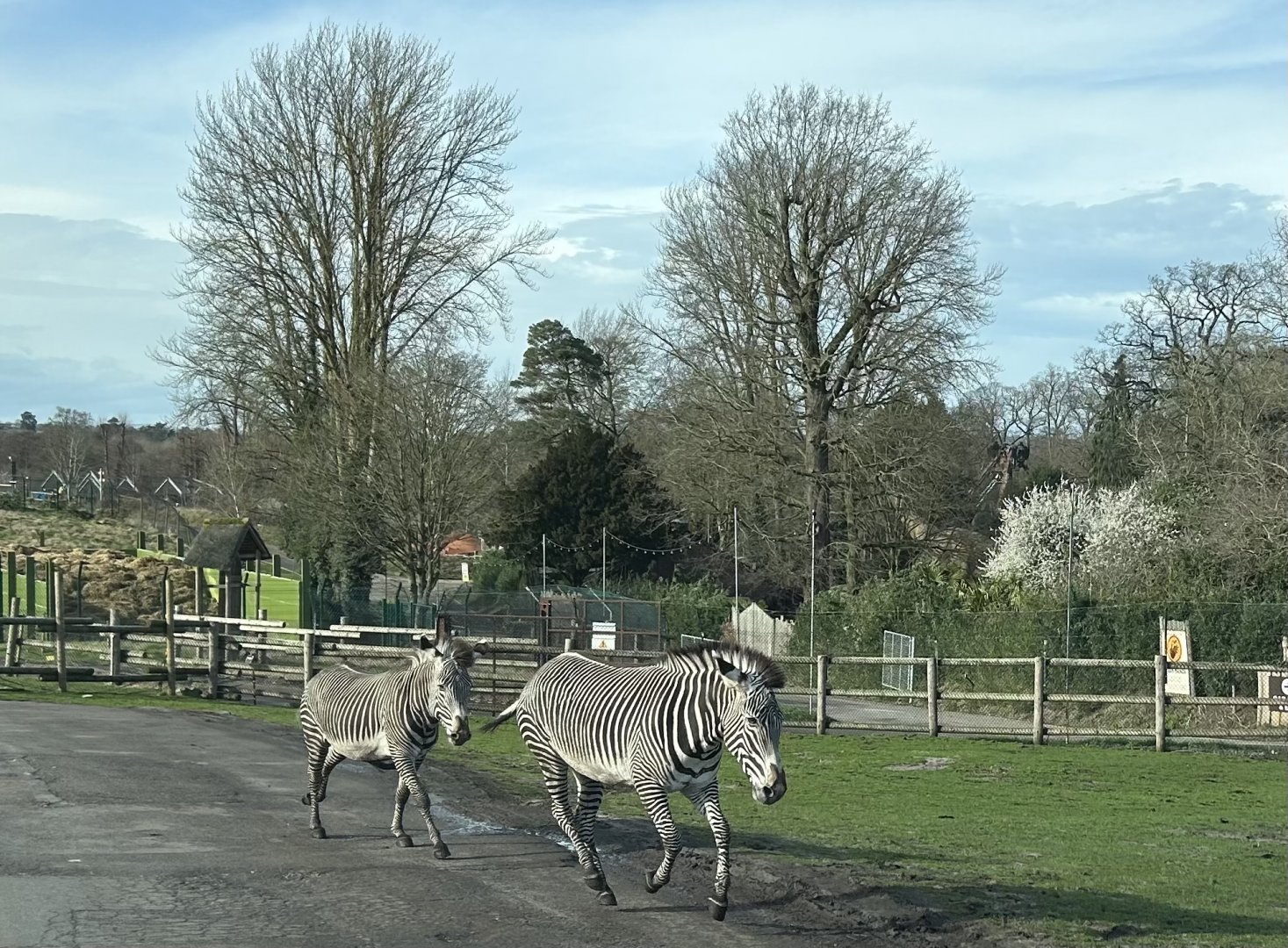 Grévy's Zebra (Equus grevyi)