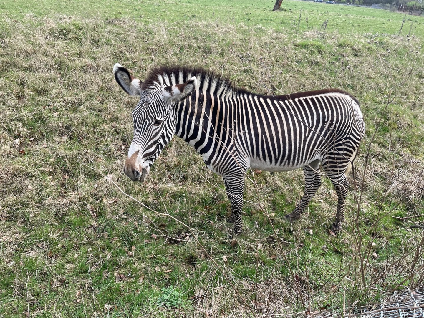 Grévy's zebra, (Equus grevyi)