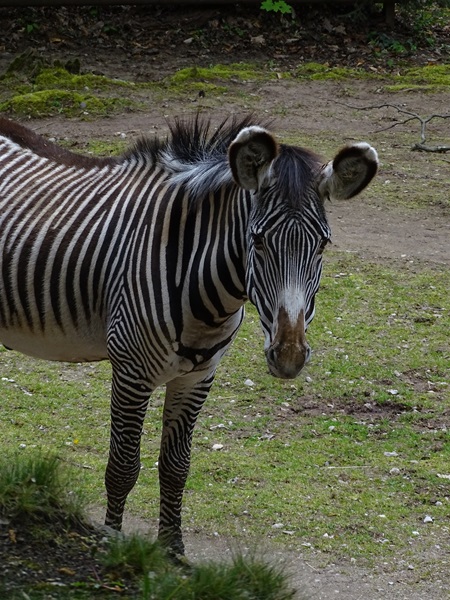 Grévy's zebra (Equus grevyi)
