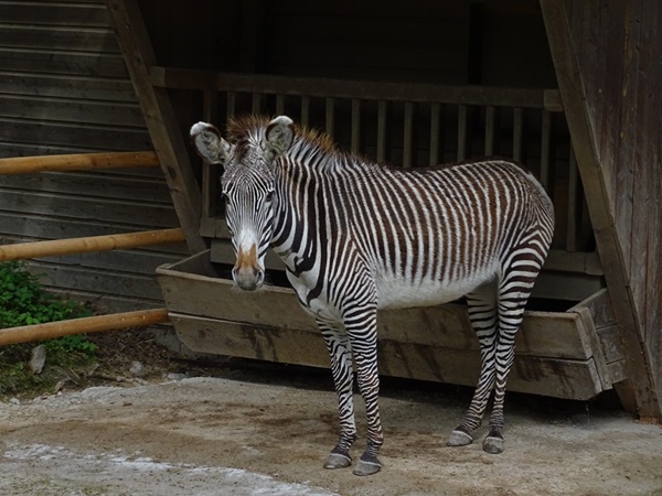 Grevy's zebra (Equus grevyi)