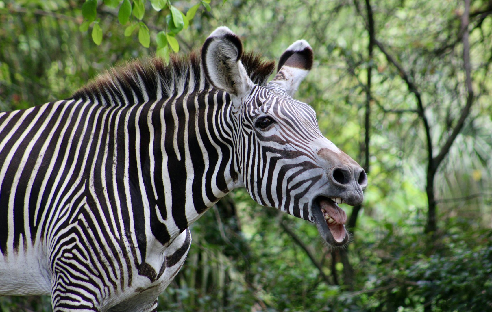 Grevy's Zebra (Equus grevyi)