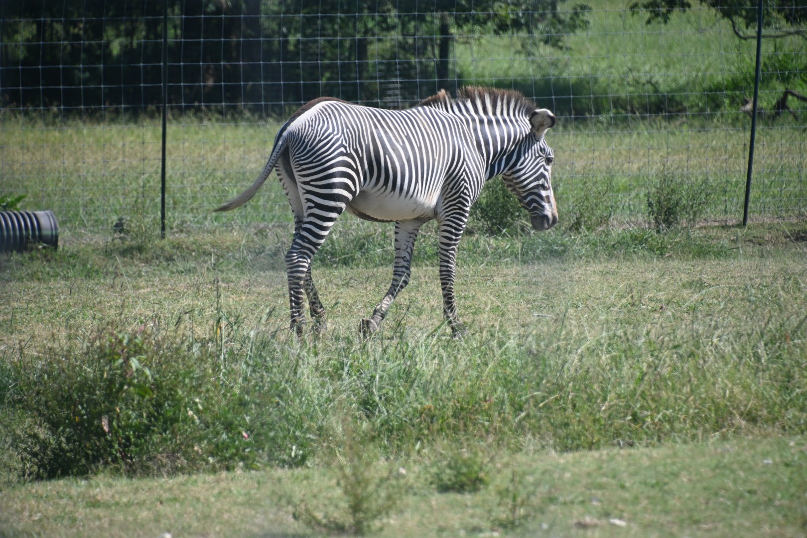 Grévy's zebra (Equus grevyi)