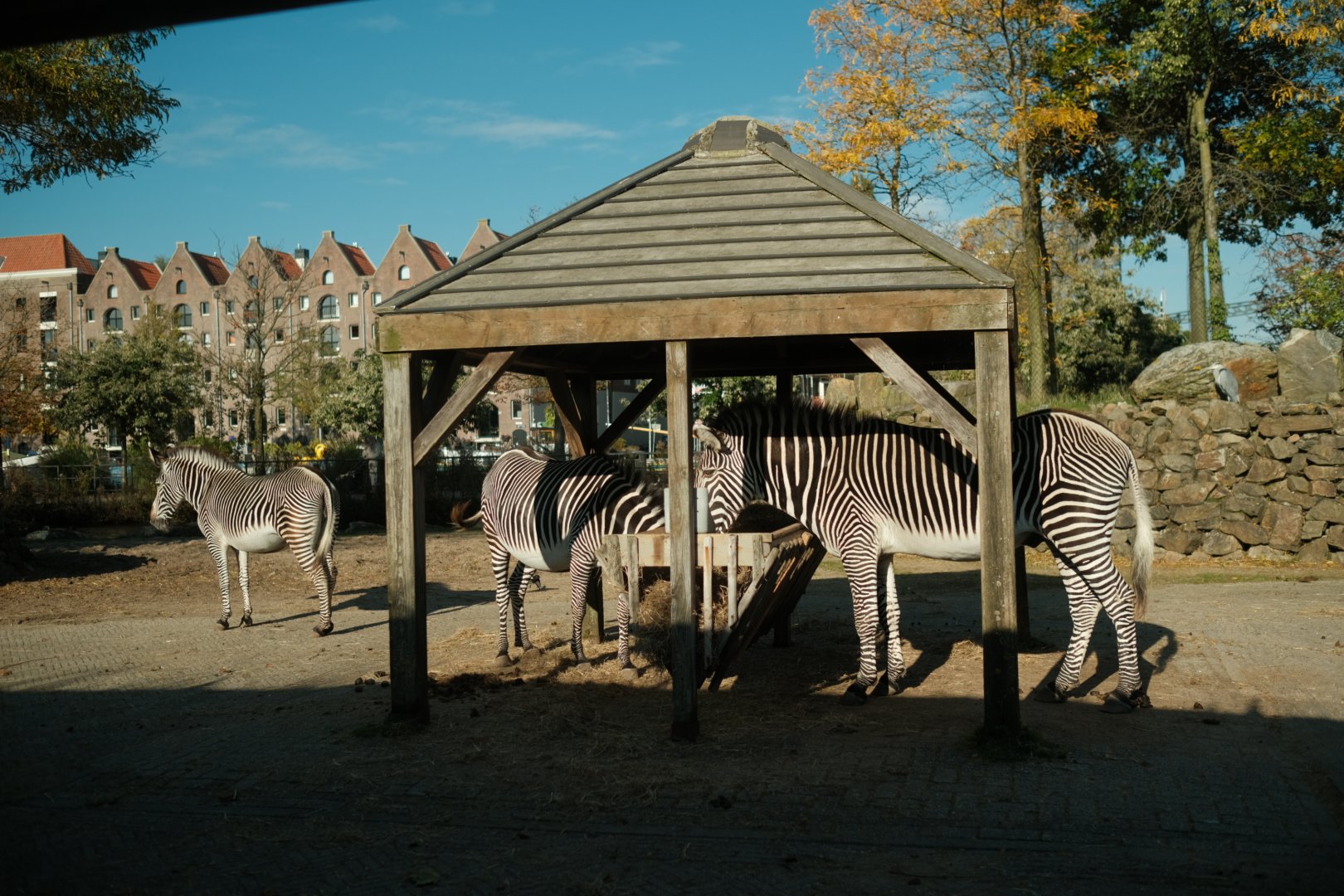 Grevy's zebra (Equus grevyi)