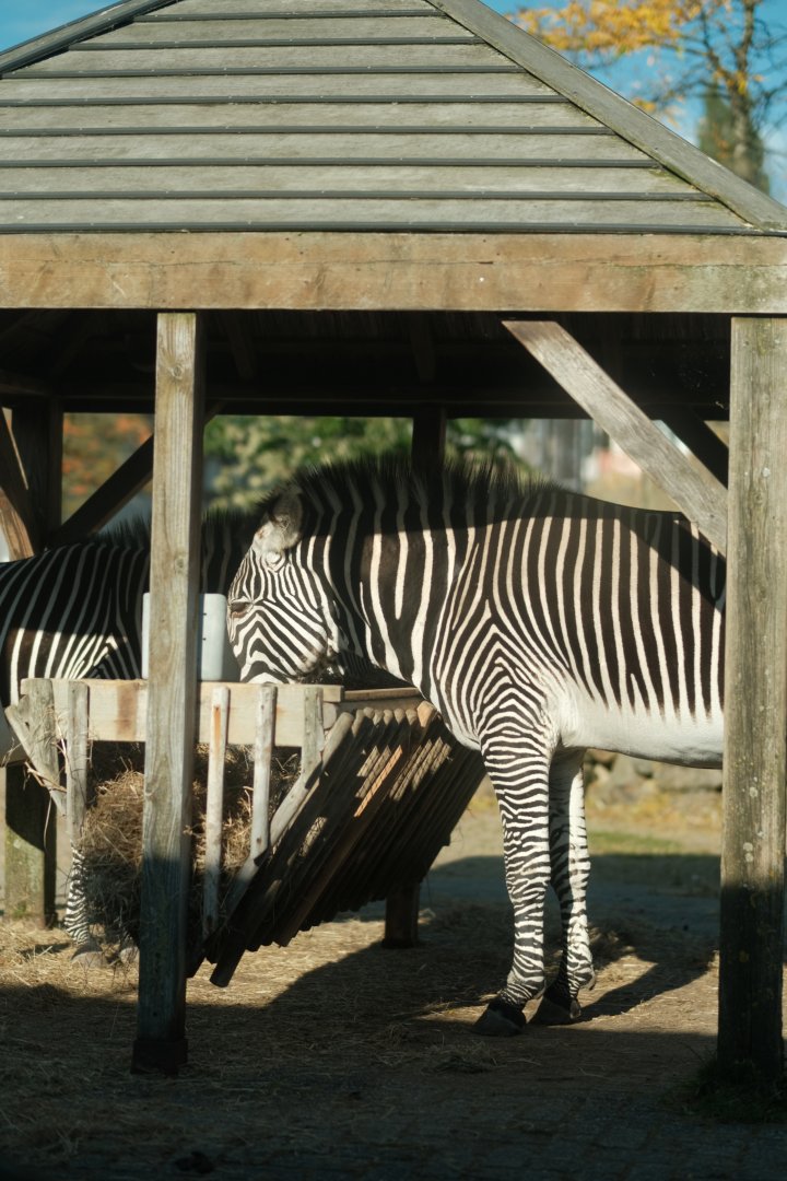 Grevy's zebra (Equus grevyi)