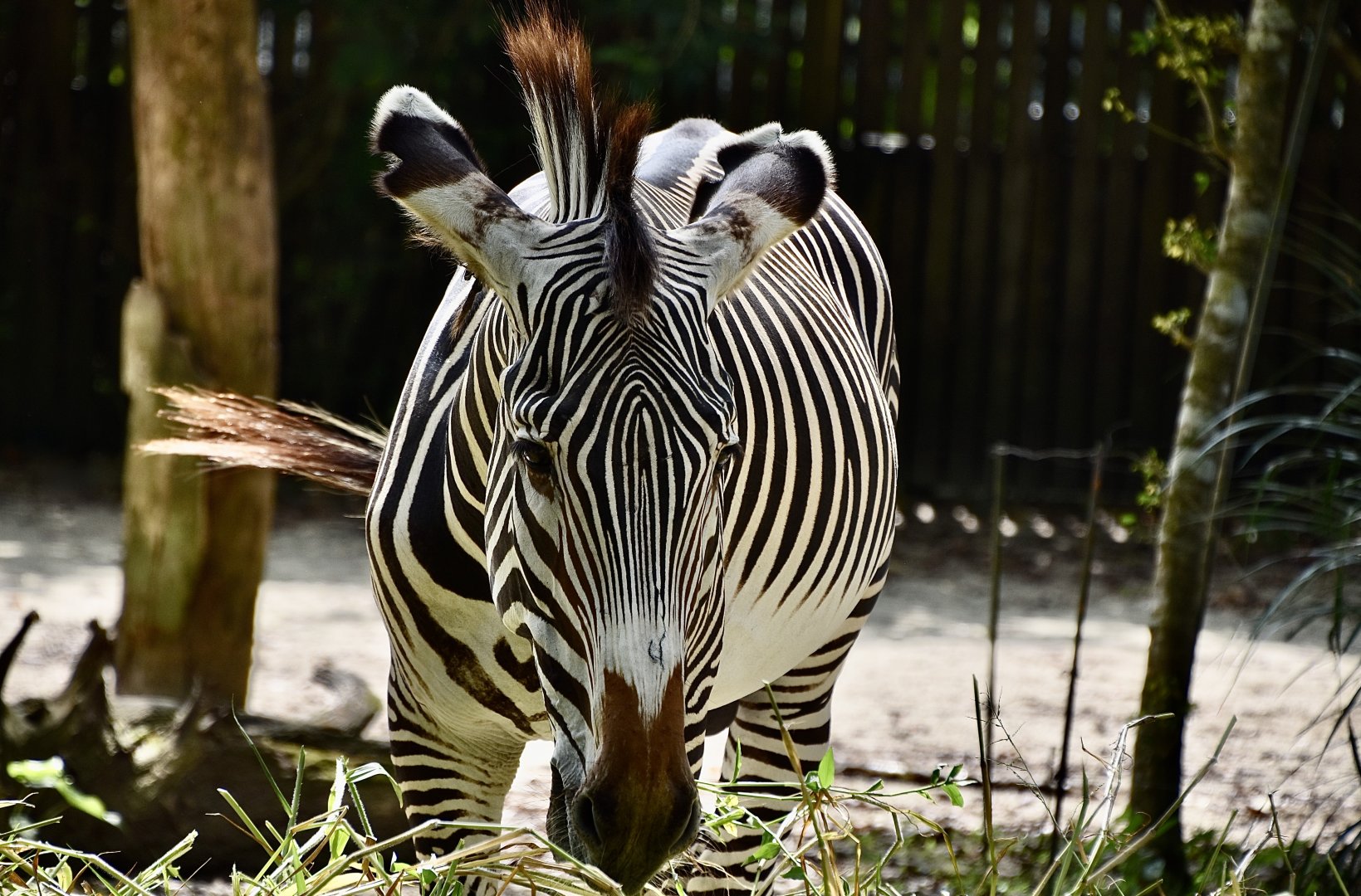 Grevy's Zebra (Equus grevyi)