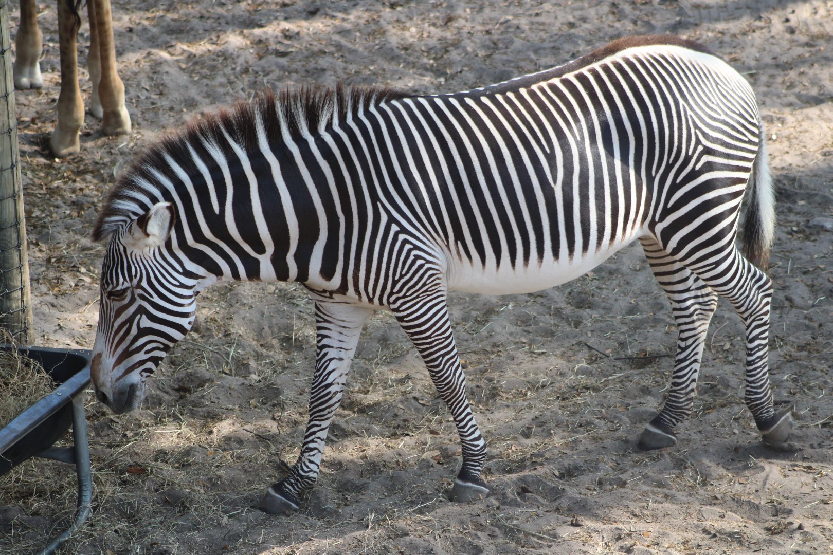 Grevy’s Zebra (Equus grevyi)