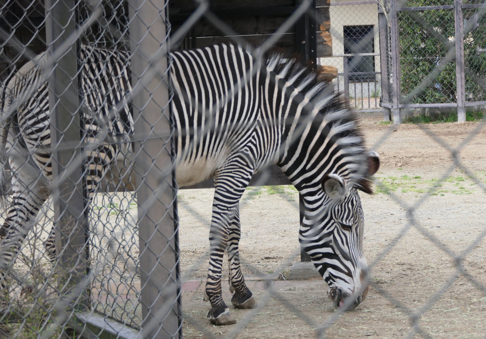 Grévy's Zebra (Equus grevyi)