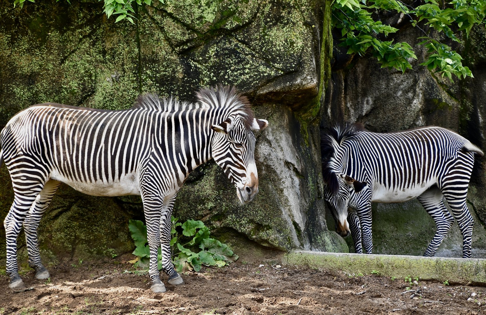 Grevy's Zebra (Equus grevyi)