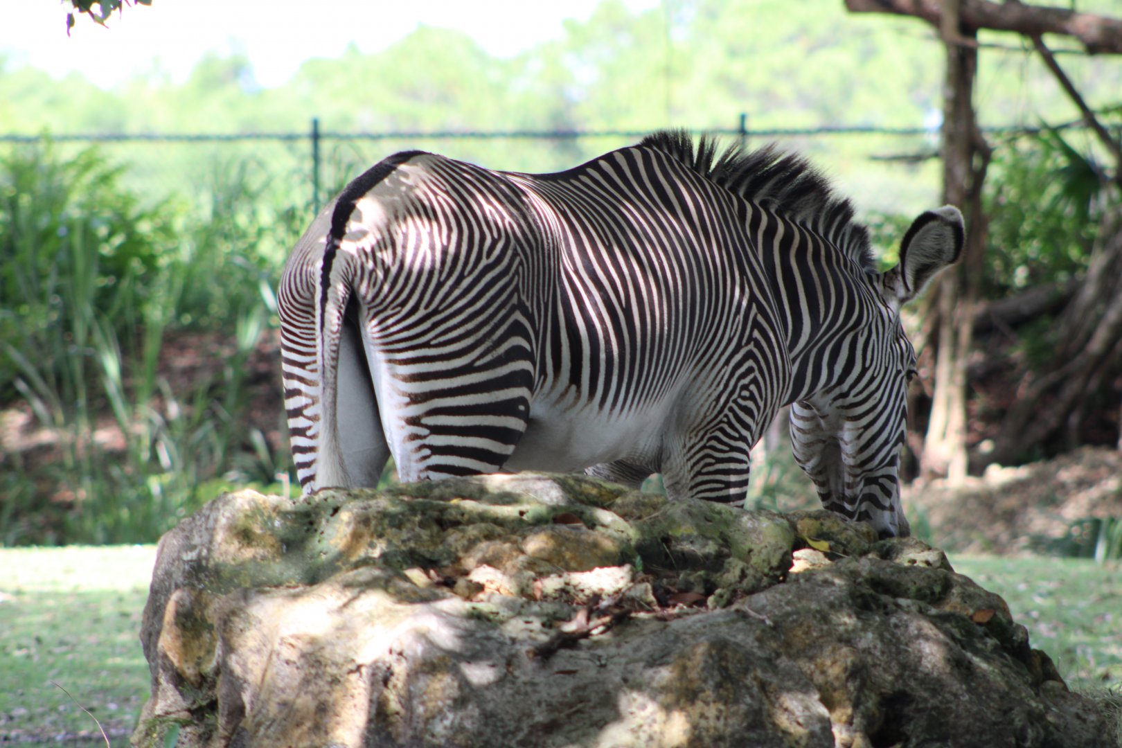 Grevy’s Zebra (Equus grevyi)