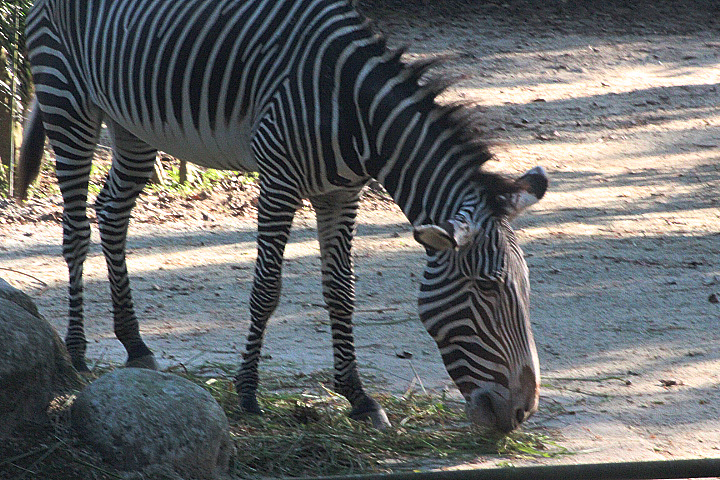 Grévy's zebra (Equus grevyi)