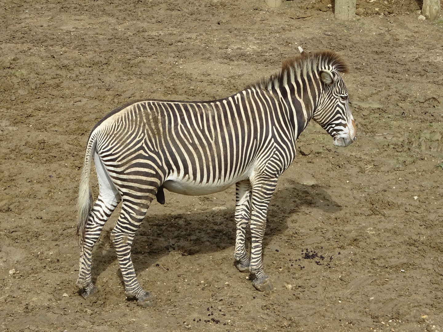 Grévy's zebra (Equus grevyi)