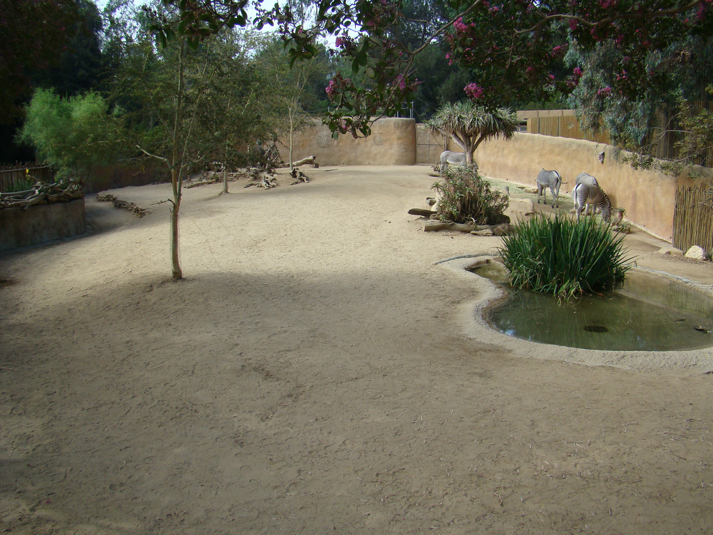 Grevy's Zebra exhibit at the Los Angeles Zoo