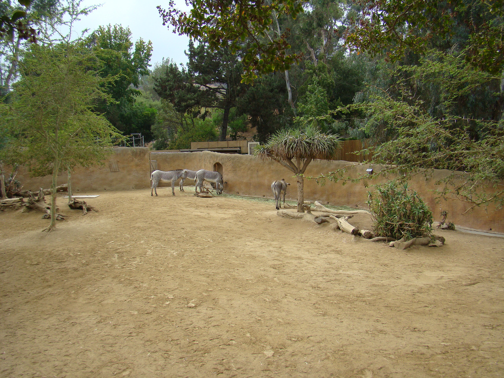 Grevy's Zebra exhibit at the Los Angeles Zoo