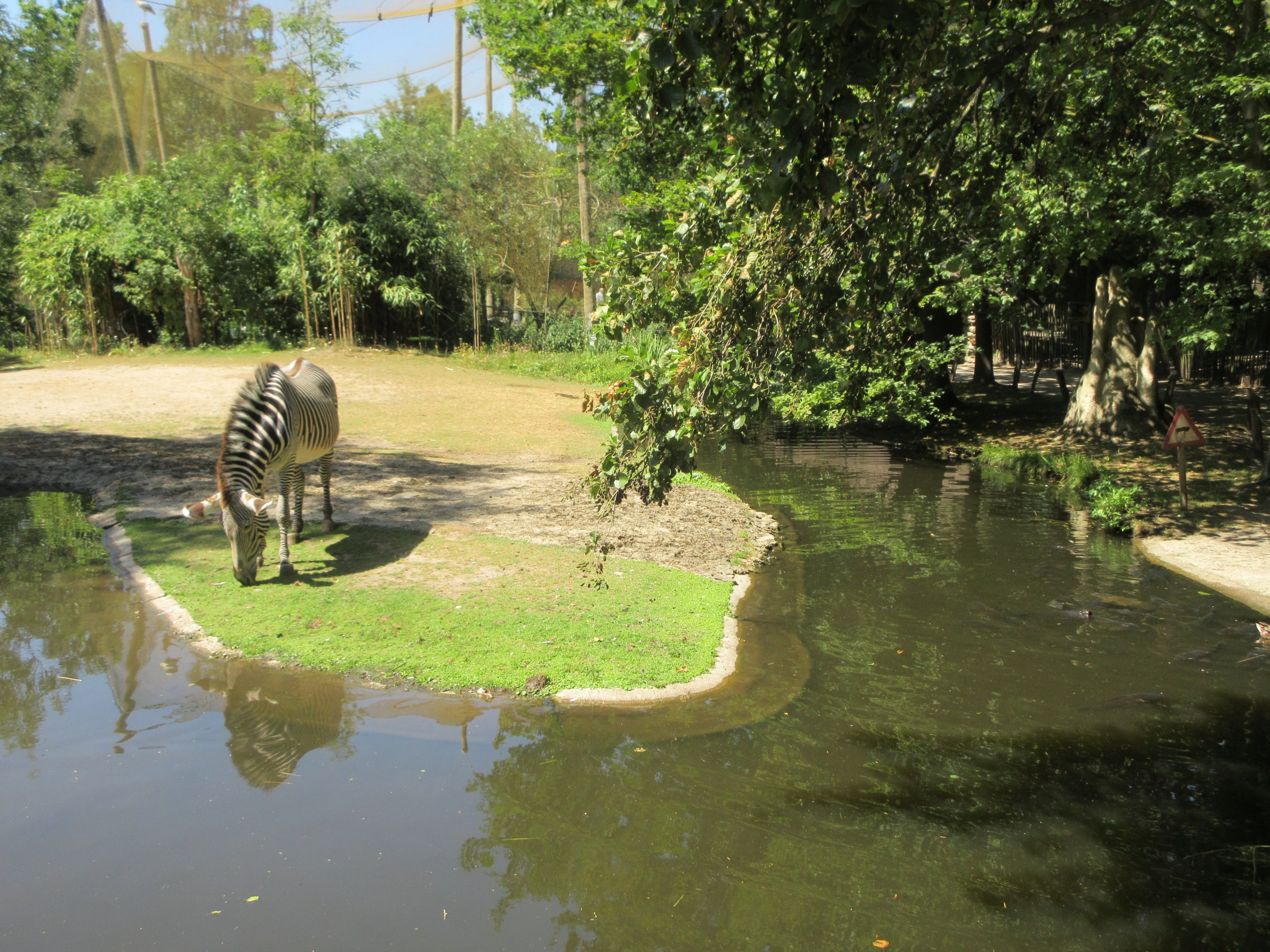 Grevy's Zebra Exhibit - deceptively simple water barrier