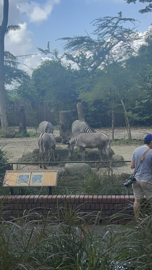 Grevy's zebra exhibit in Wild Africa , Singapore Zoo.