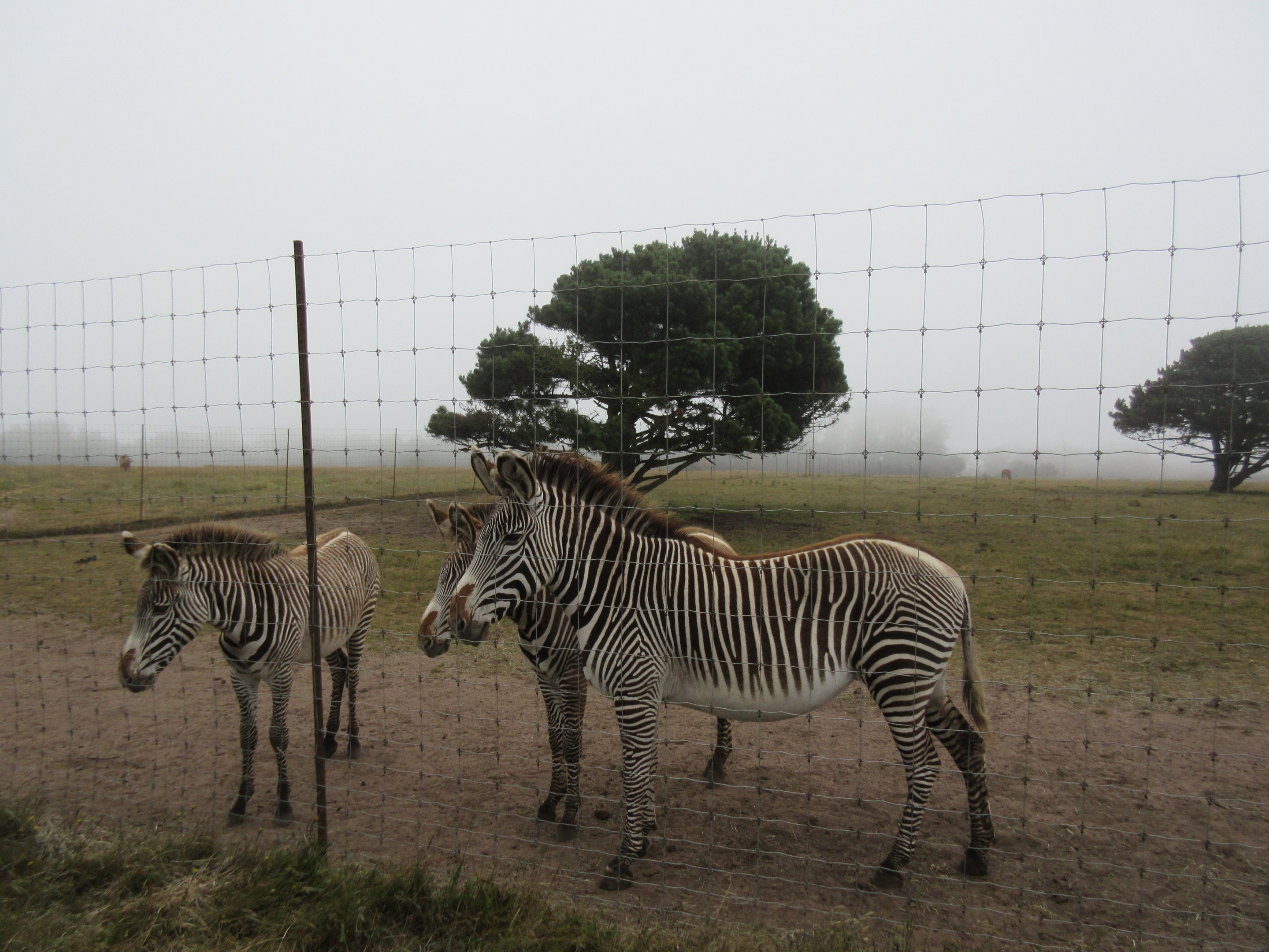 Grevy's Zebra Exhibit - on a foggy day