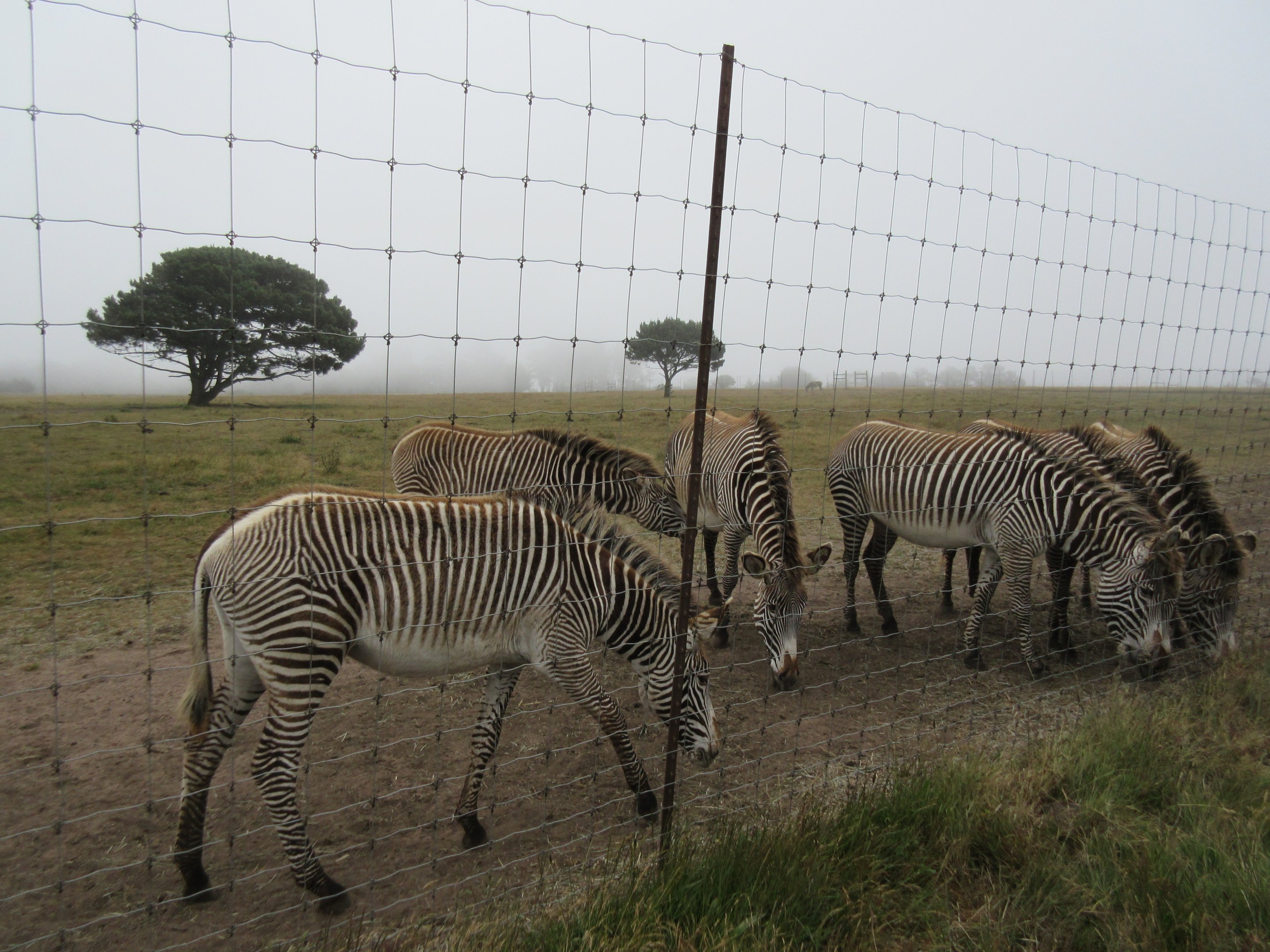 Grevy's Zebra Exhibit - on a foggy day