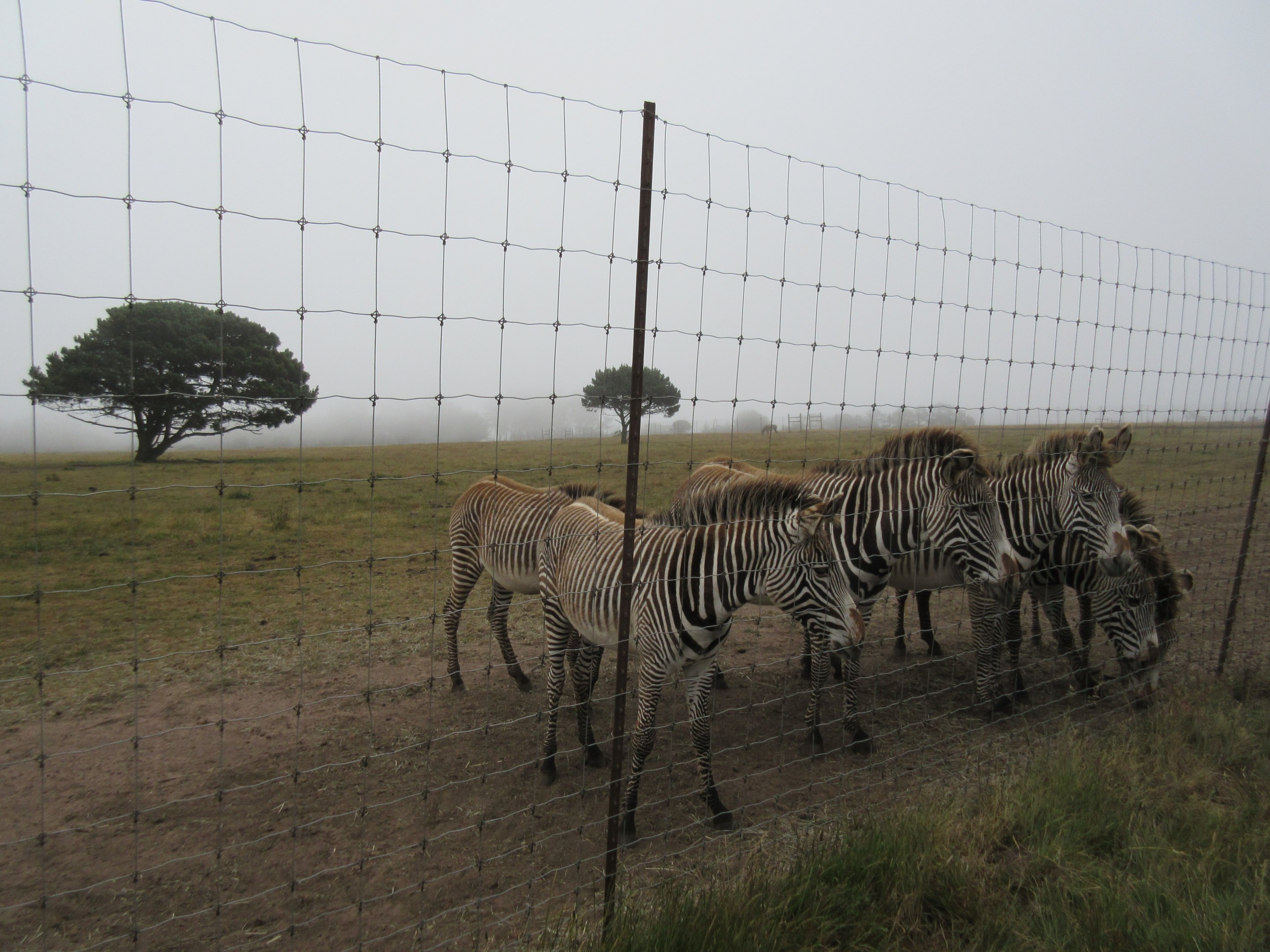 Grevy's Zebra Exhibit - on a foggy day