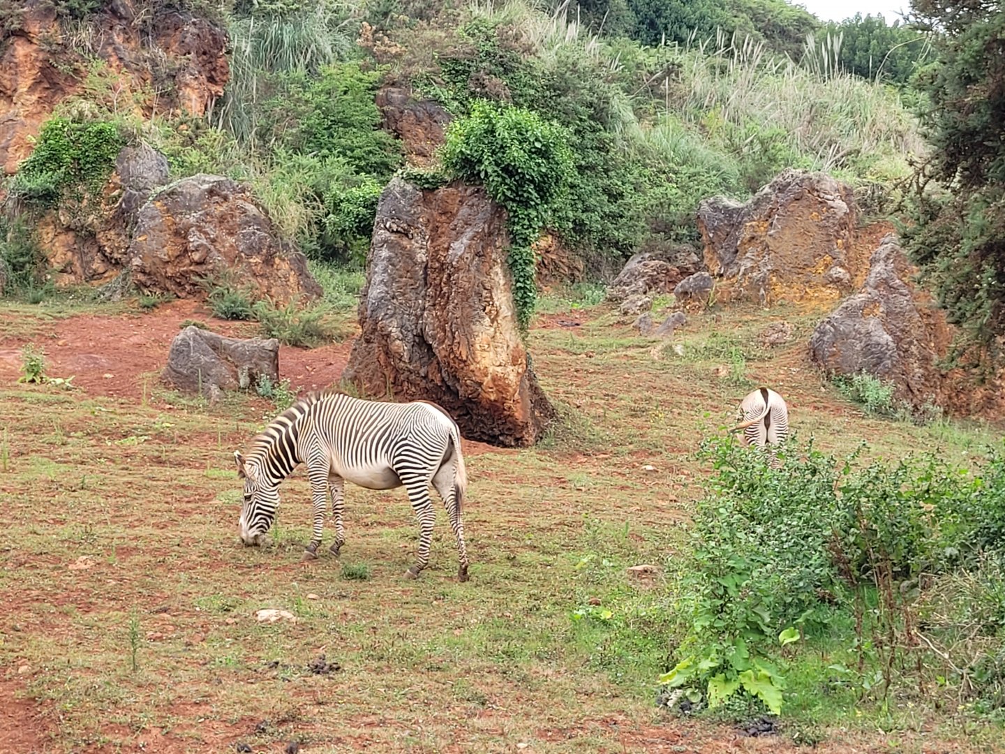 Grevy's zebra exhibit -Parque de la Naturaleza de Cabárceno (2022)