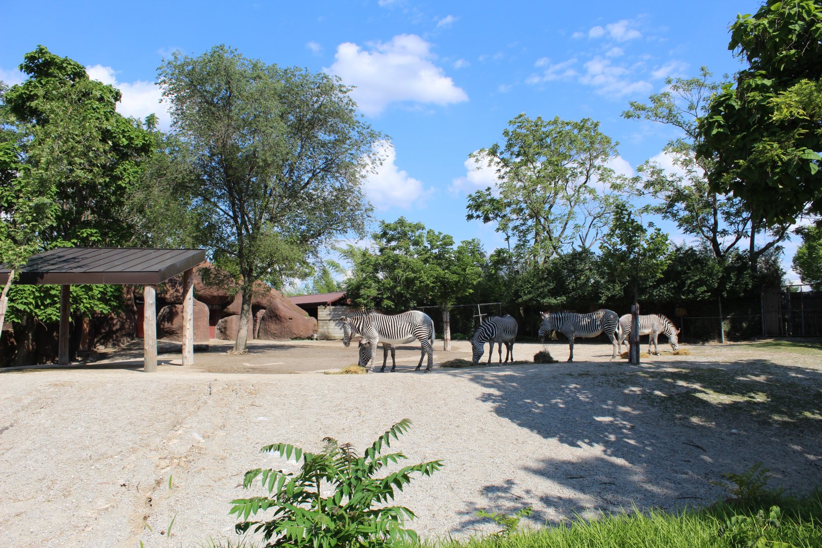Grevy's Zebra Exhibit - Red Rocks