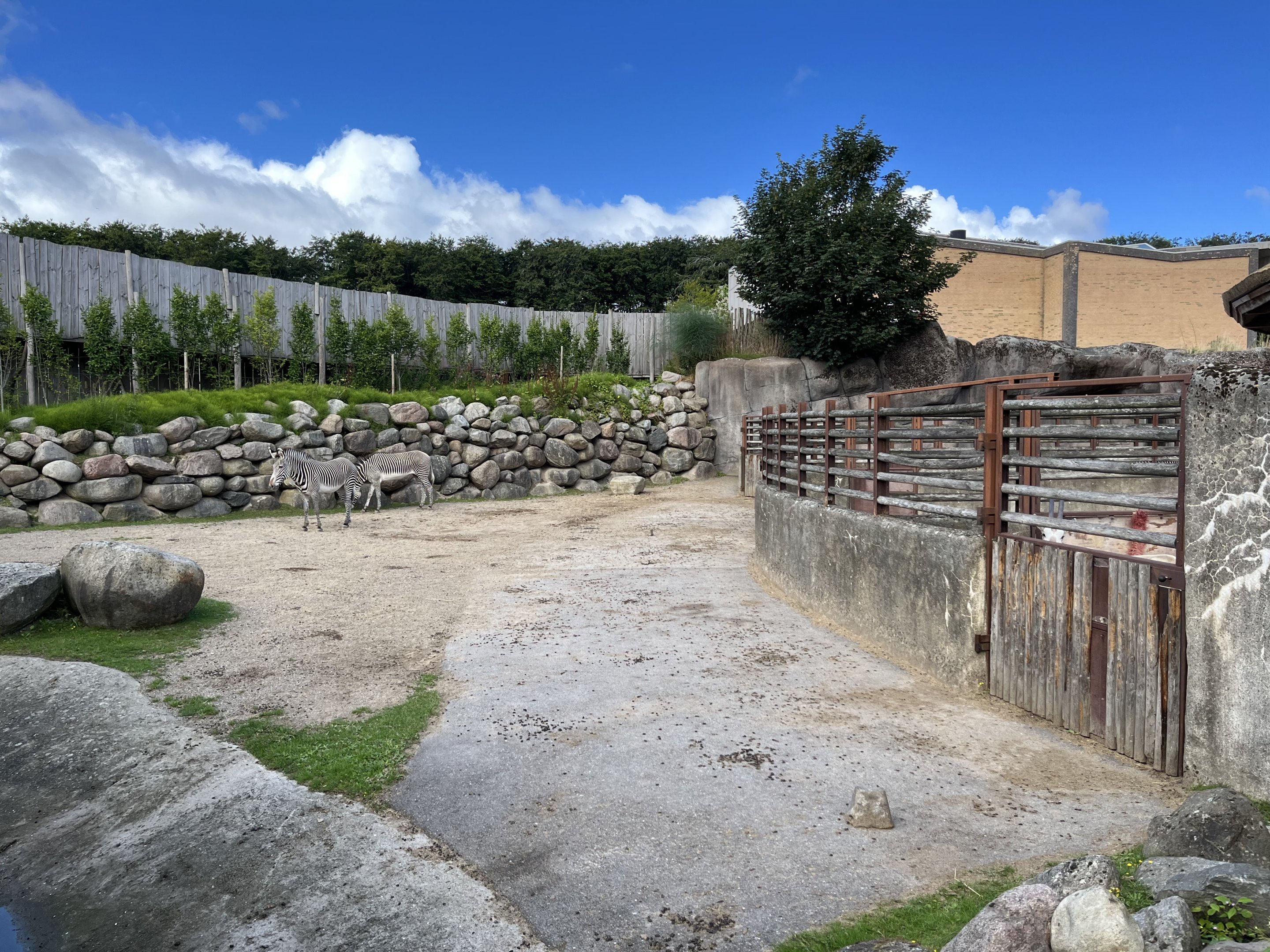 Grevy’s Zebra Exhibit- side yard