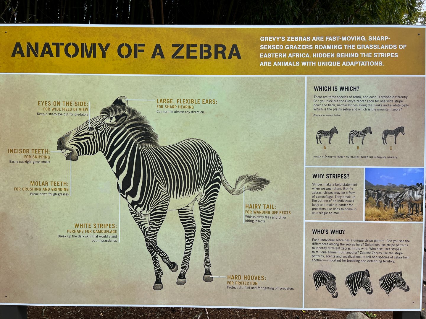 Grevy's Zebra Exhibit Sign
