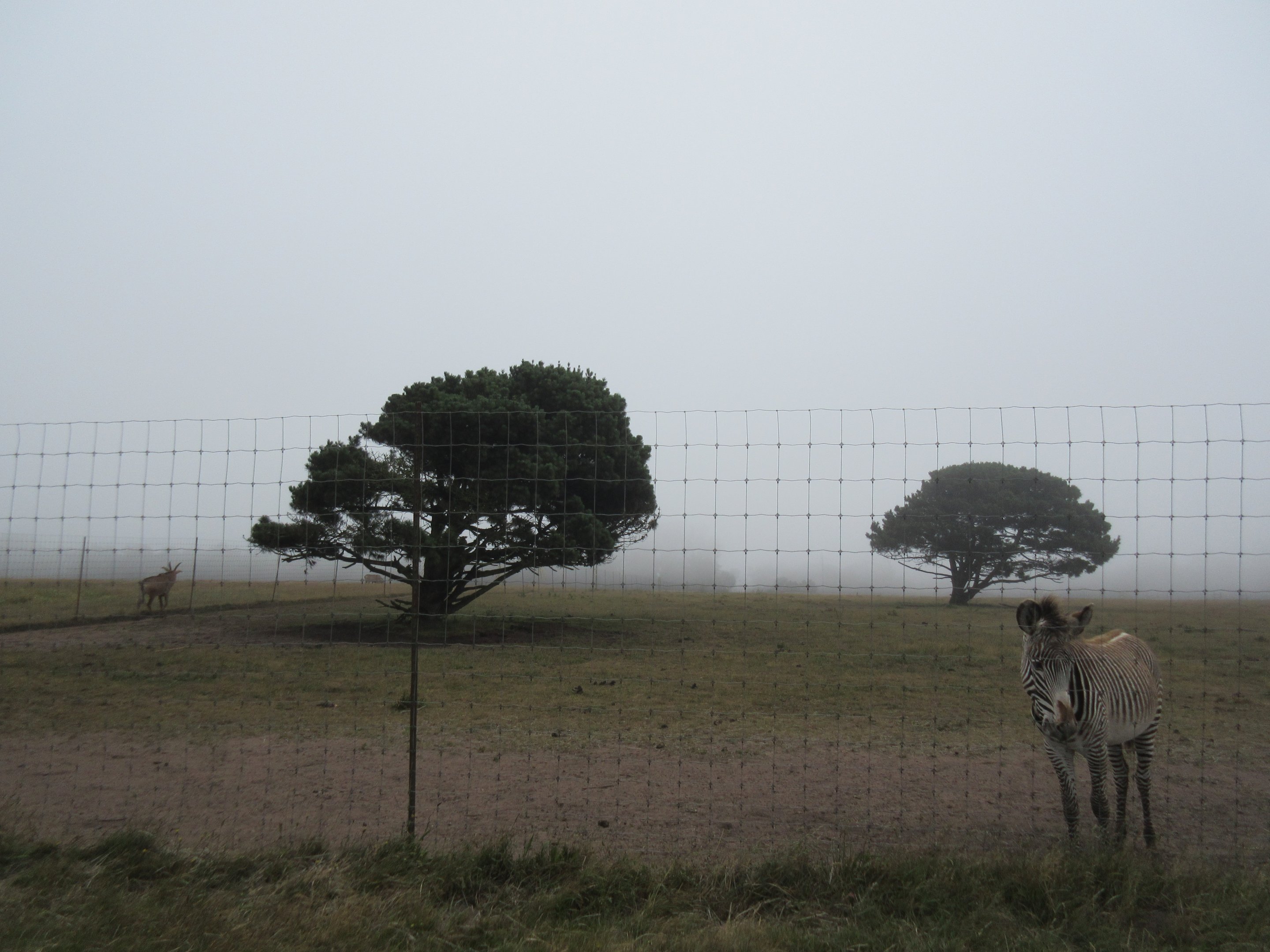 Grevy's Zebra Exhibit (with a single male Roan Antelope)- on a foggy day