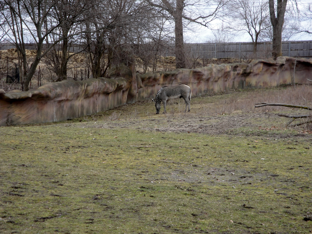 Grevy's Zebra Exhibit
