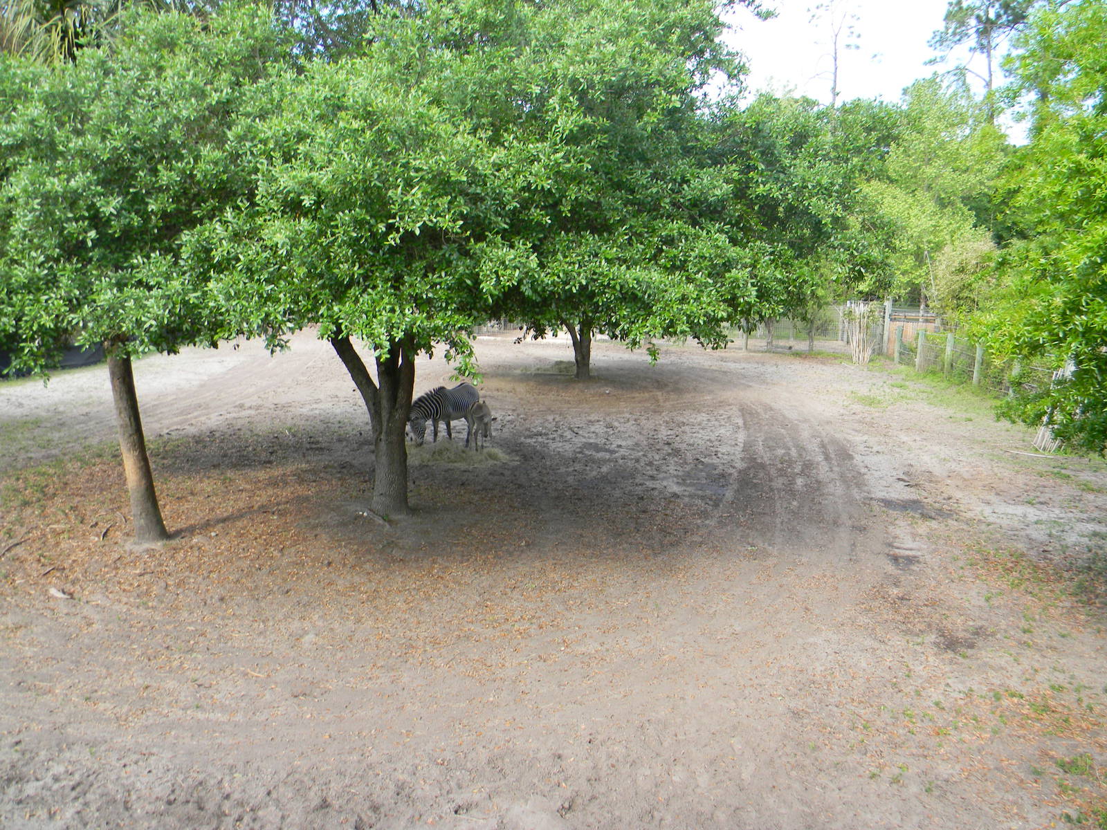 Grevy's Zebra Exhibit