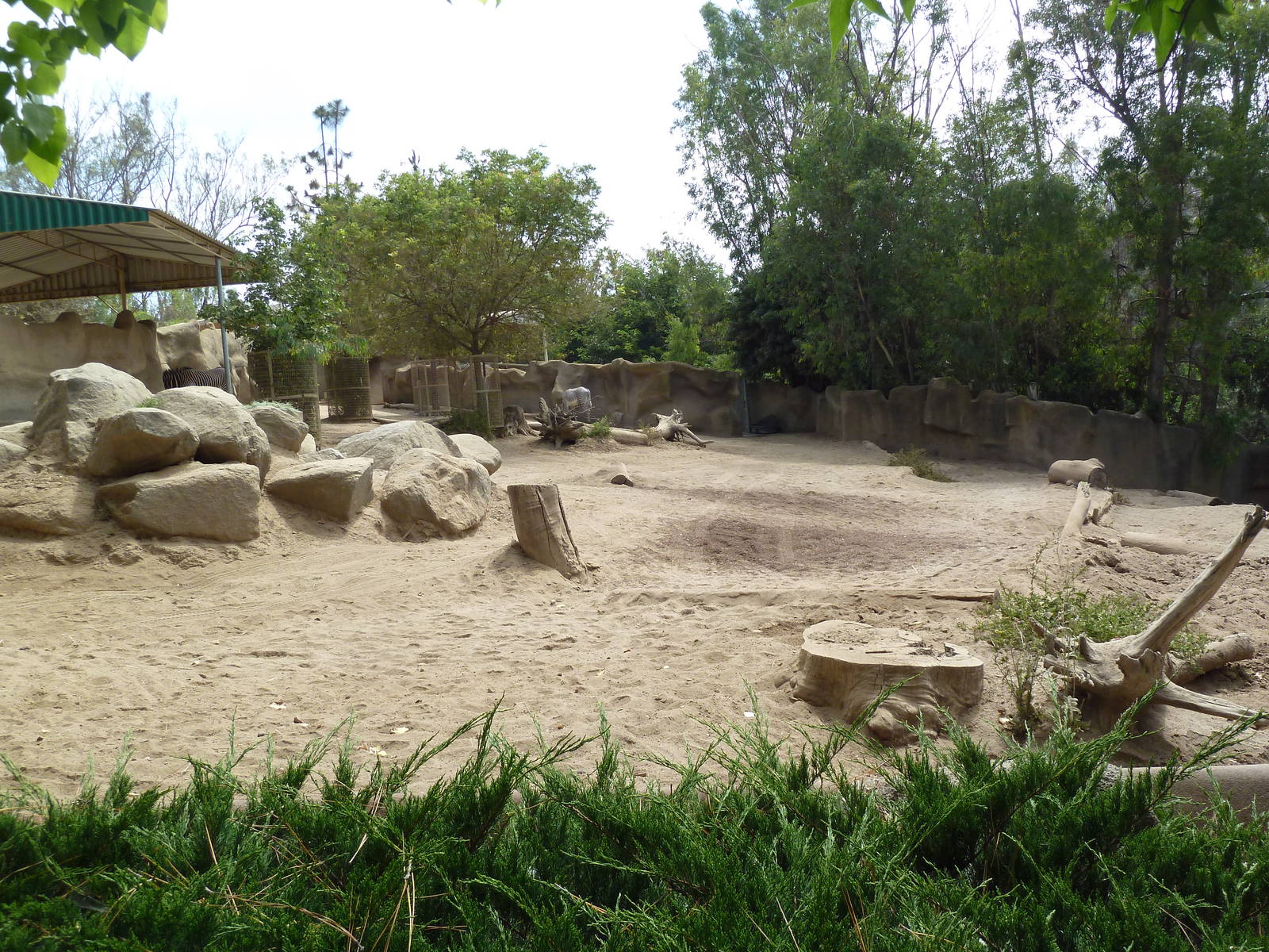 Grevy's Zebra Exhibit