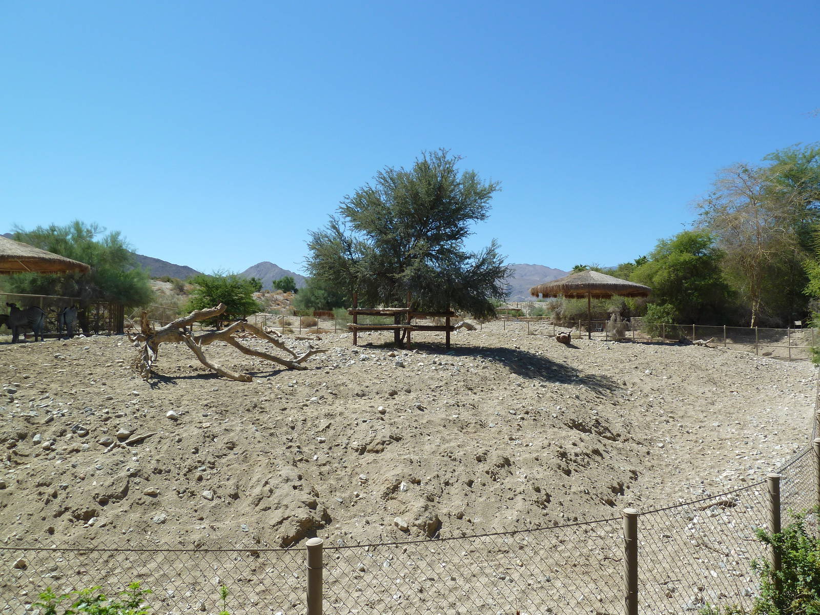 Grevy's Zebra Exhibit