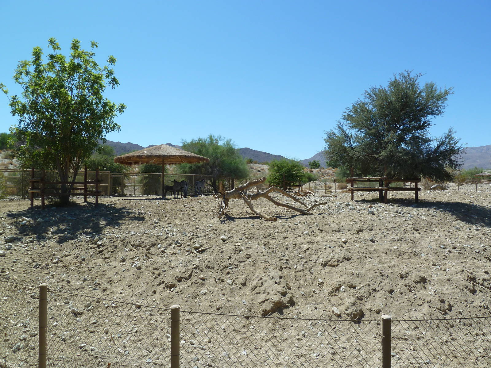 Grevy's Zebra Exhibit