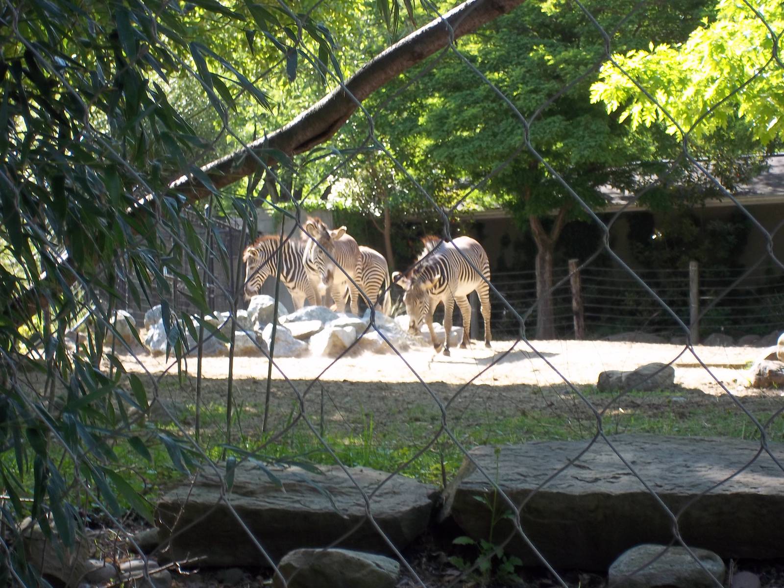 Grevy's Zebra Exhibit