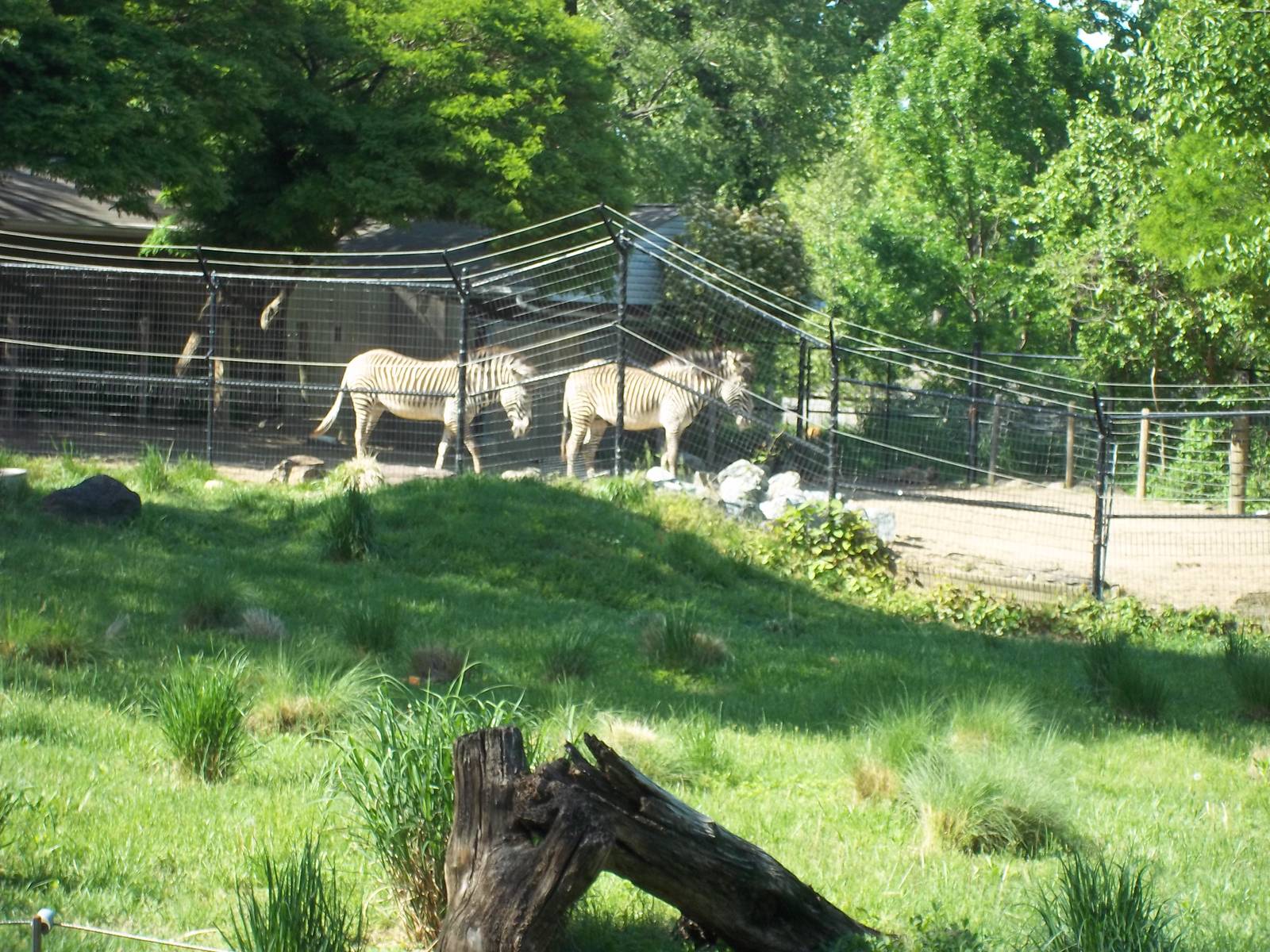 Grevy's Zebra Exhibit