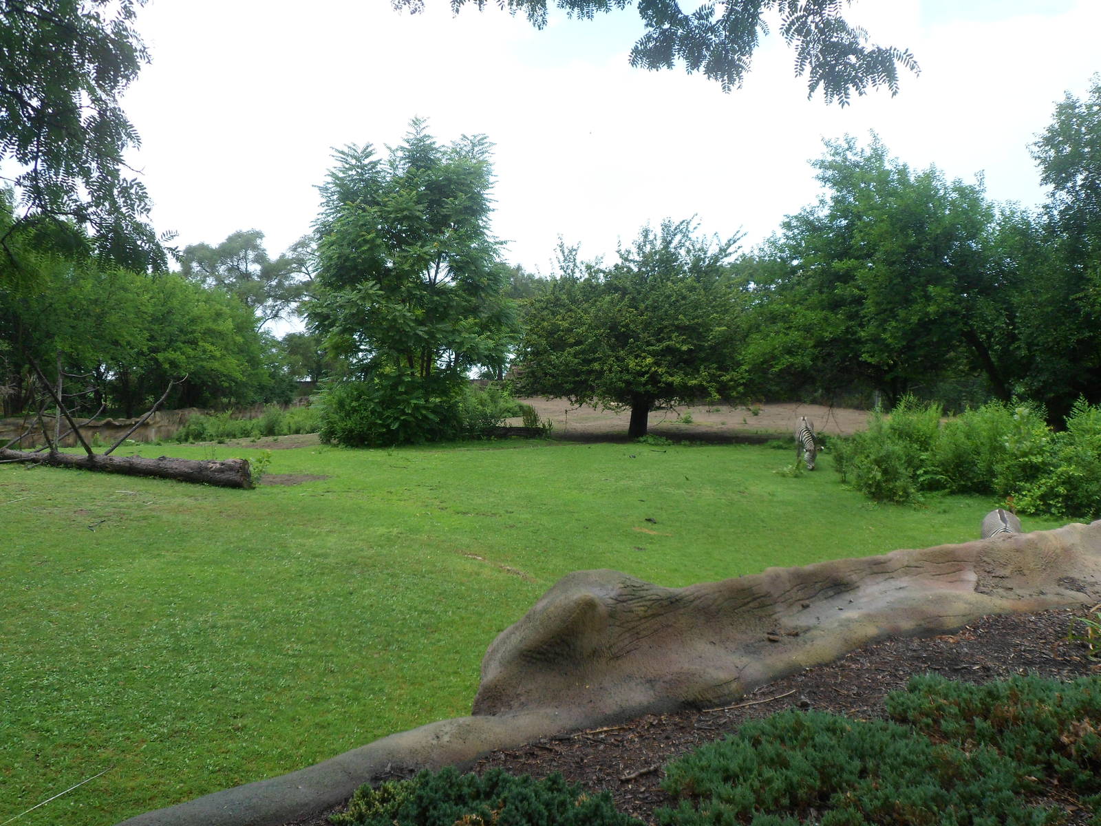Grevy's Zebra Exhibit