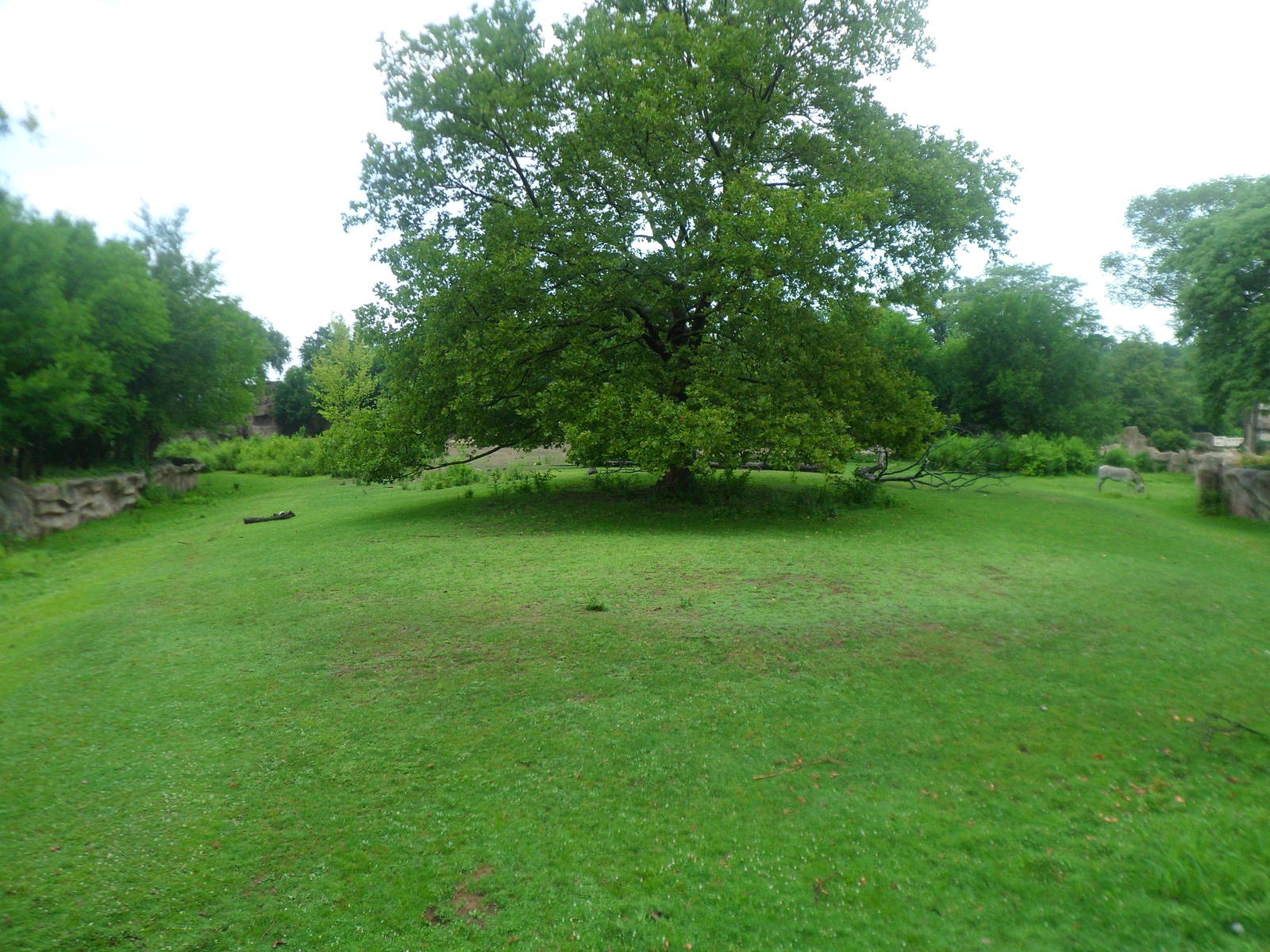Grevy's Zebra Exhibit