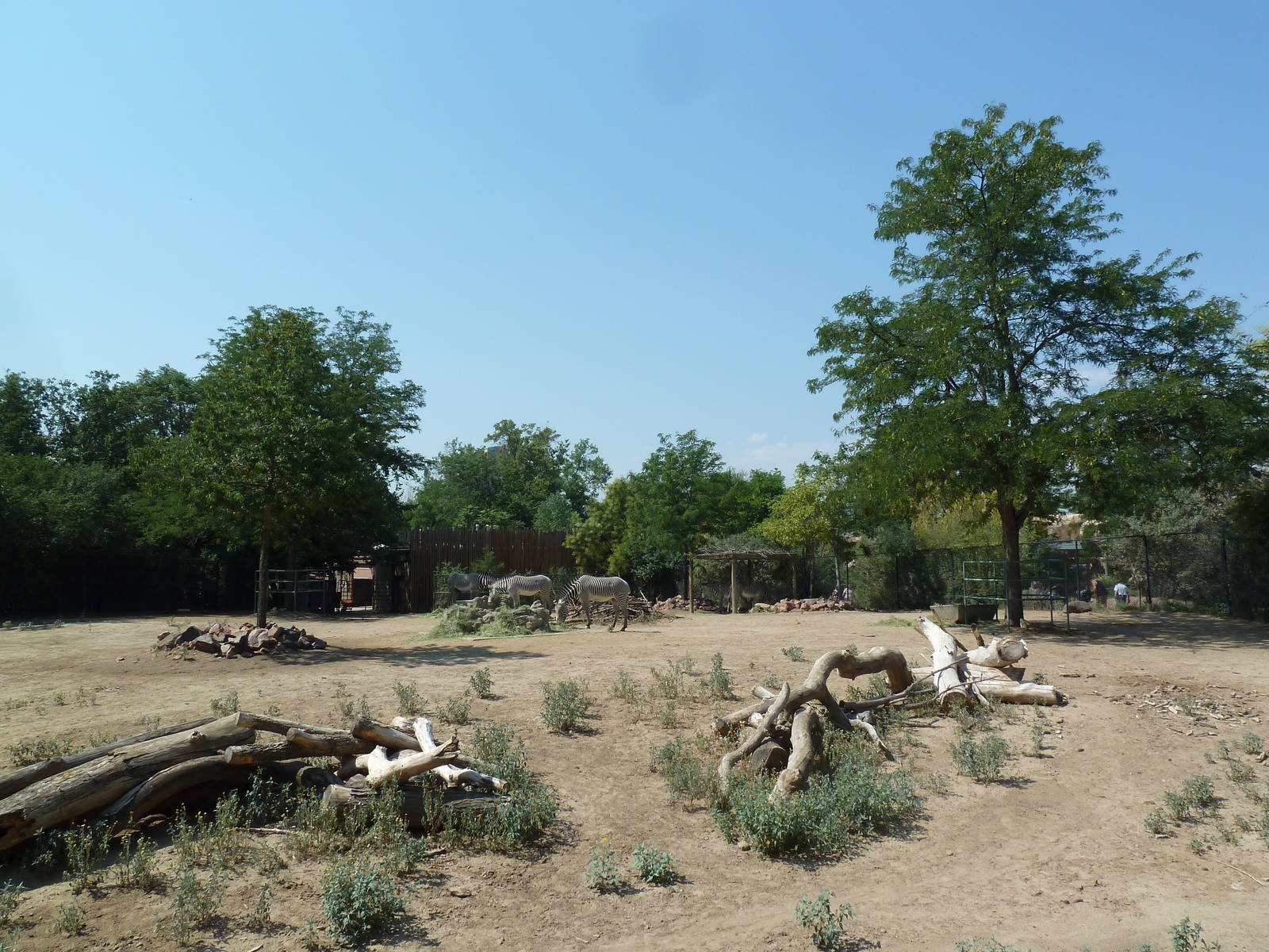 Grevy's Zebra Exhibit