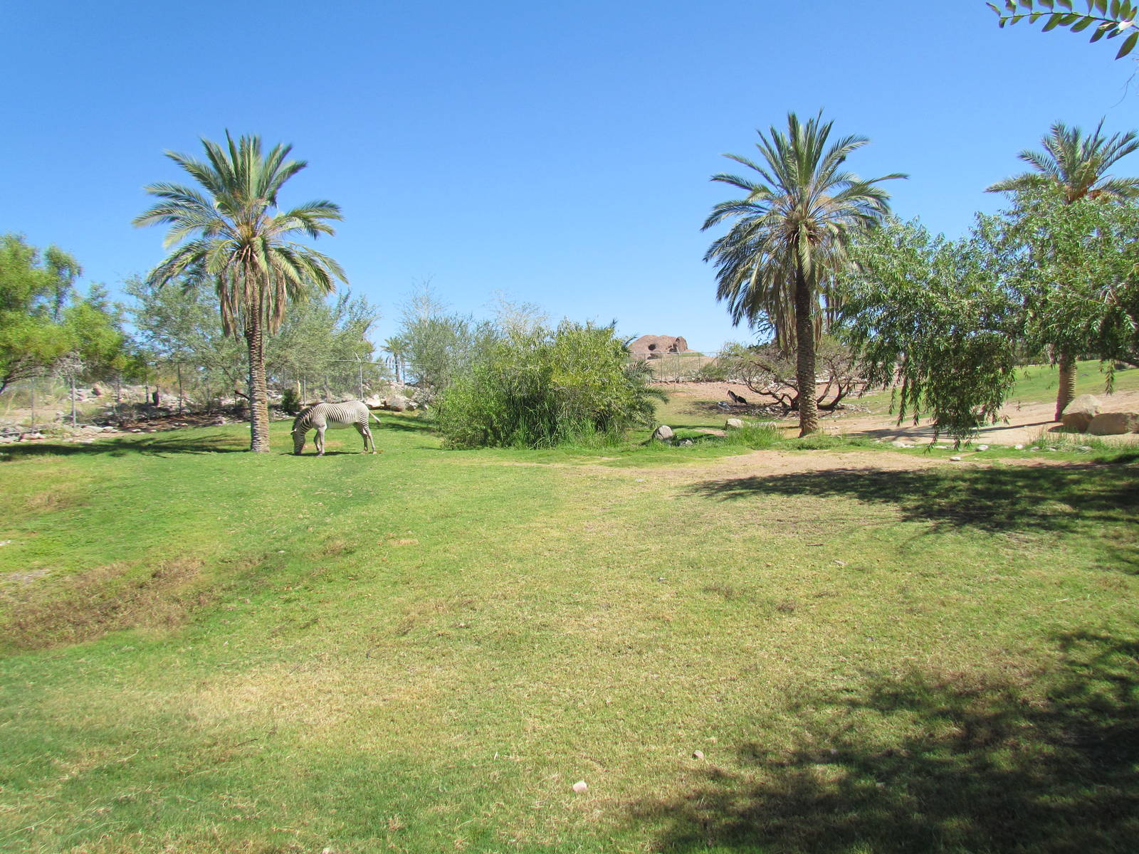 Grevy's Zebra Exhibit