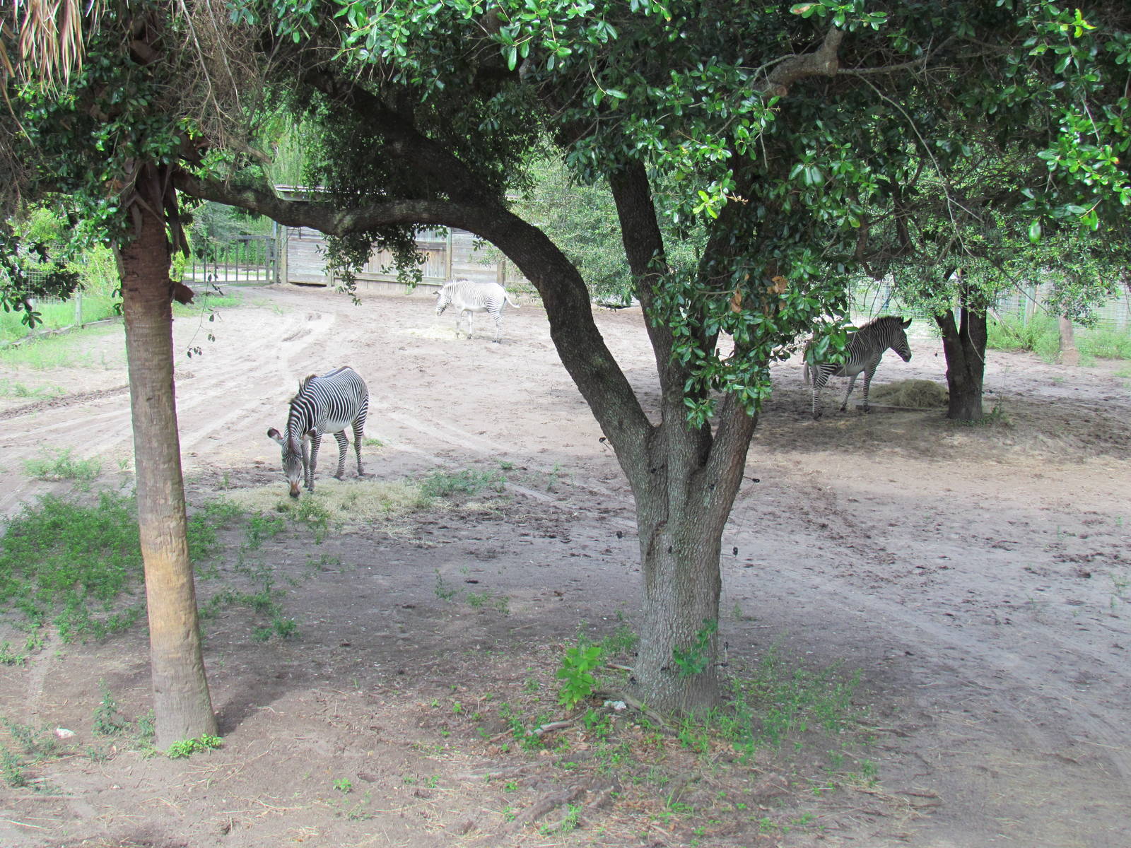 Grevy's Zebra Exhibit