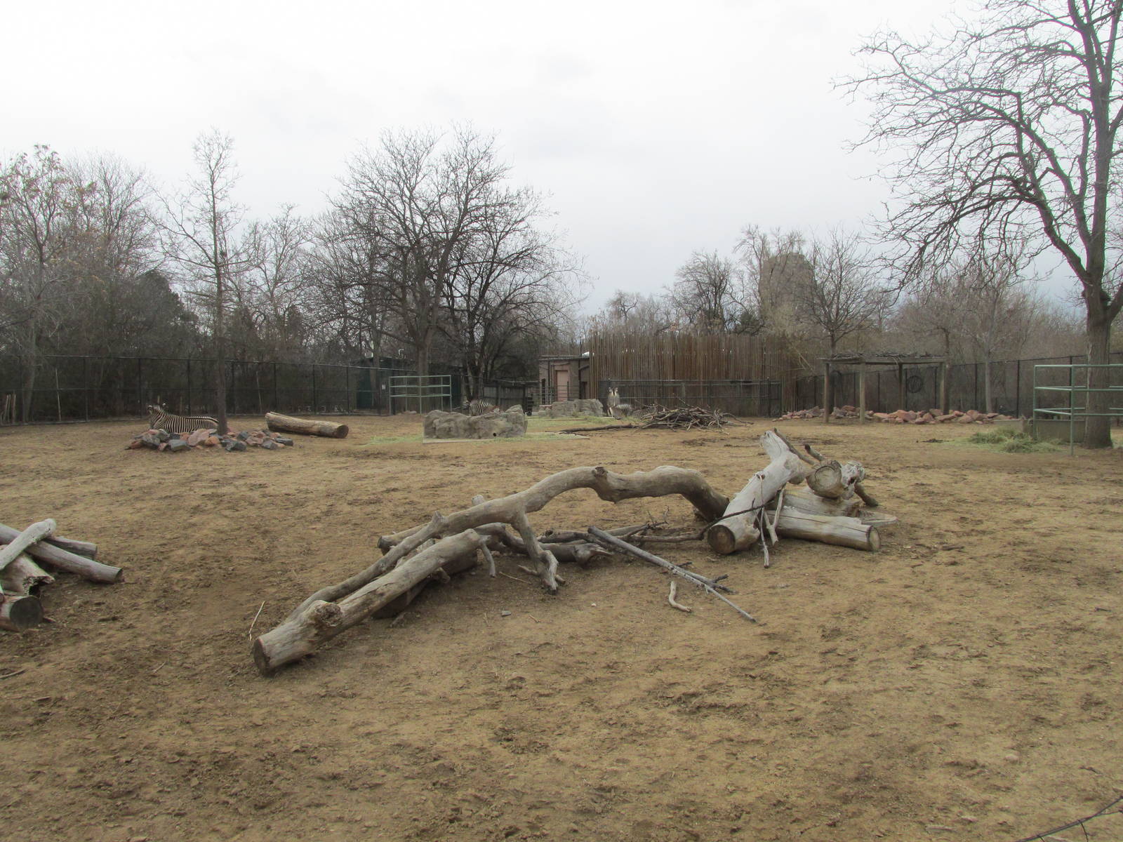 Grevy's Zebra Exhibit