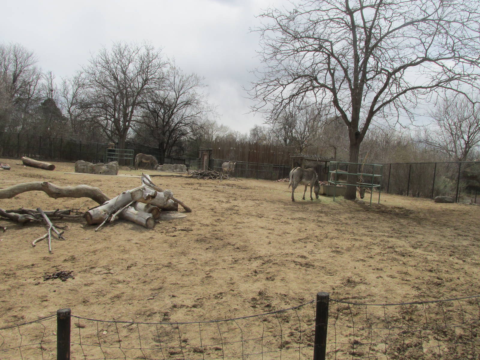 Grevy's Zebra Exhibit