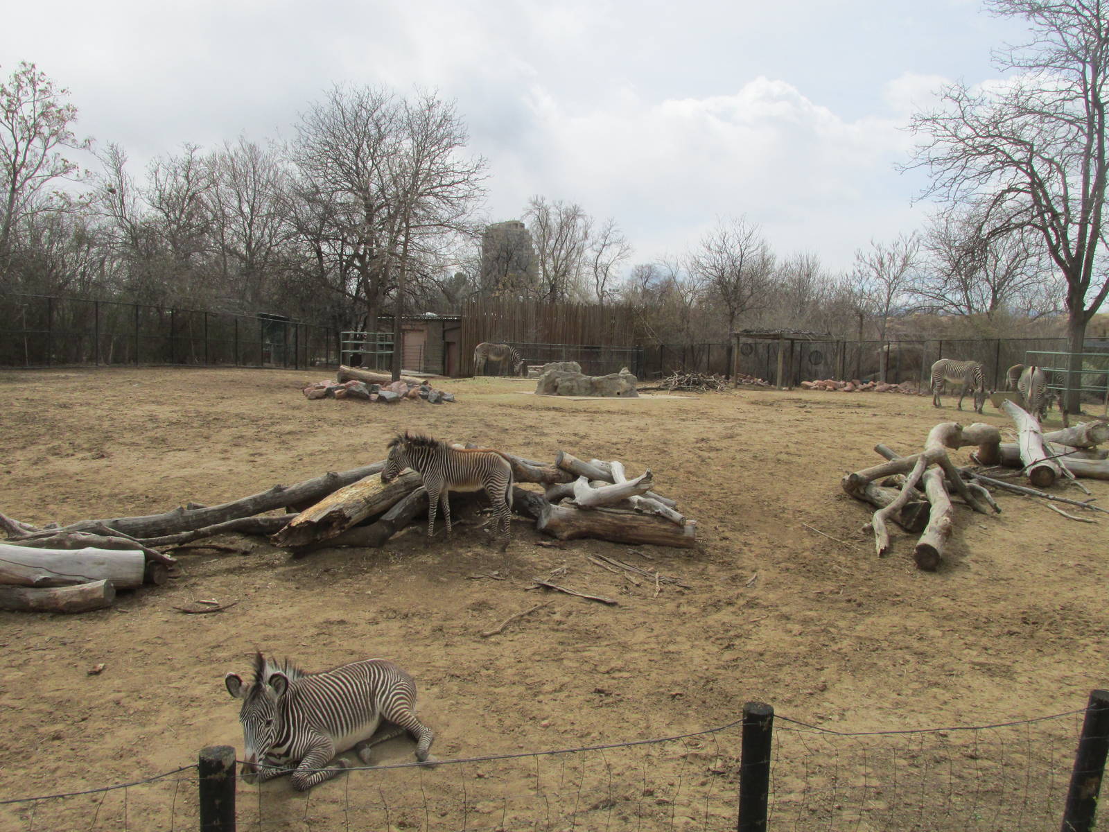 Grevy's Zebra Exhibit