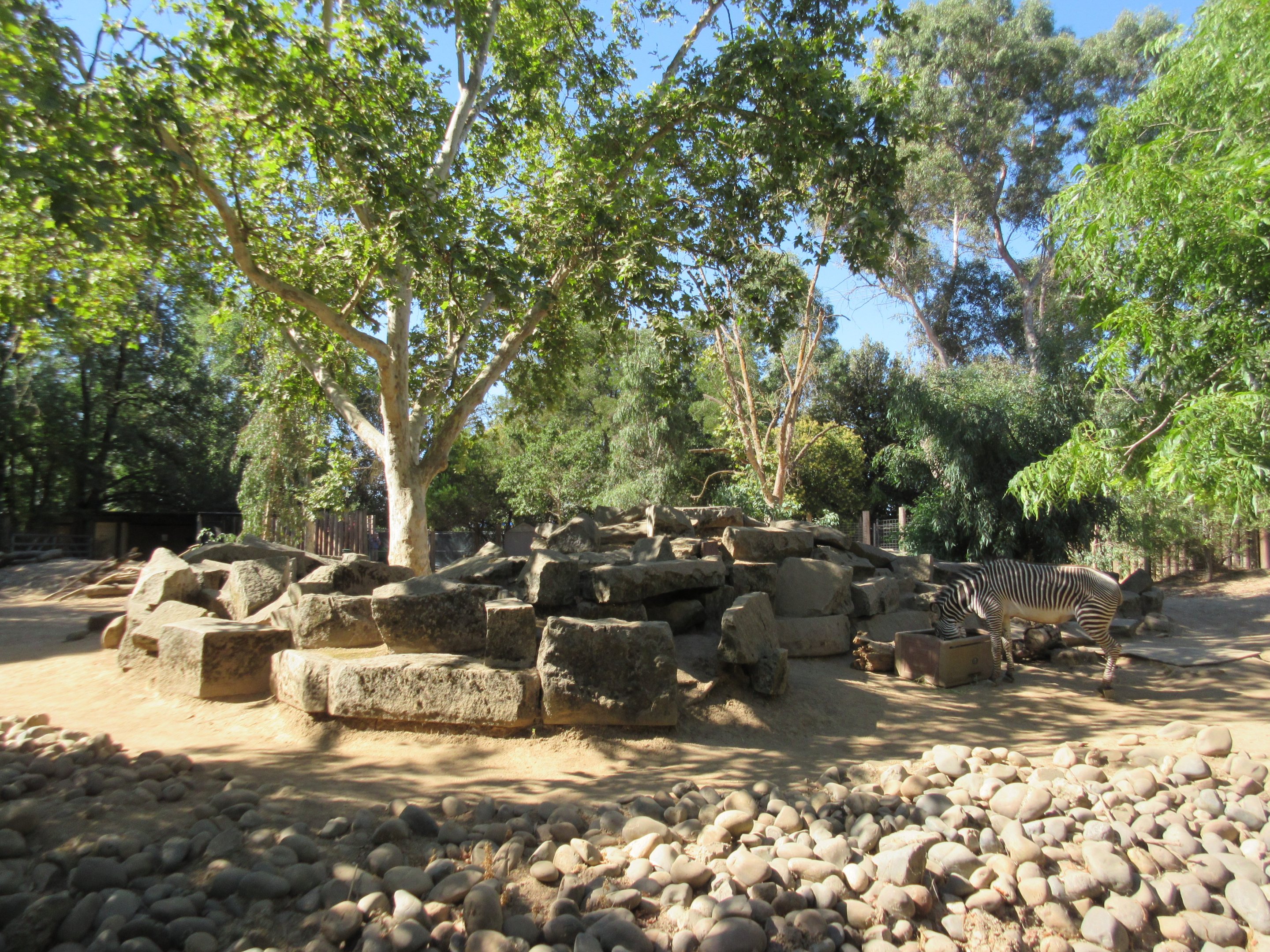 Grevy's Zebra Exhibit