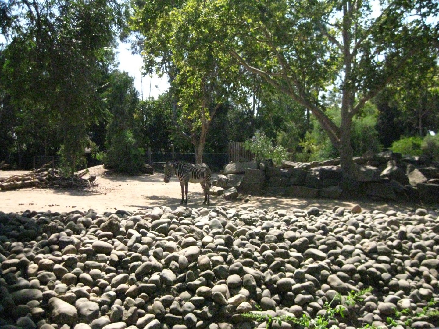 Grevy's Zebra Exhibit