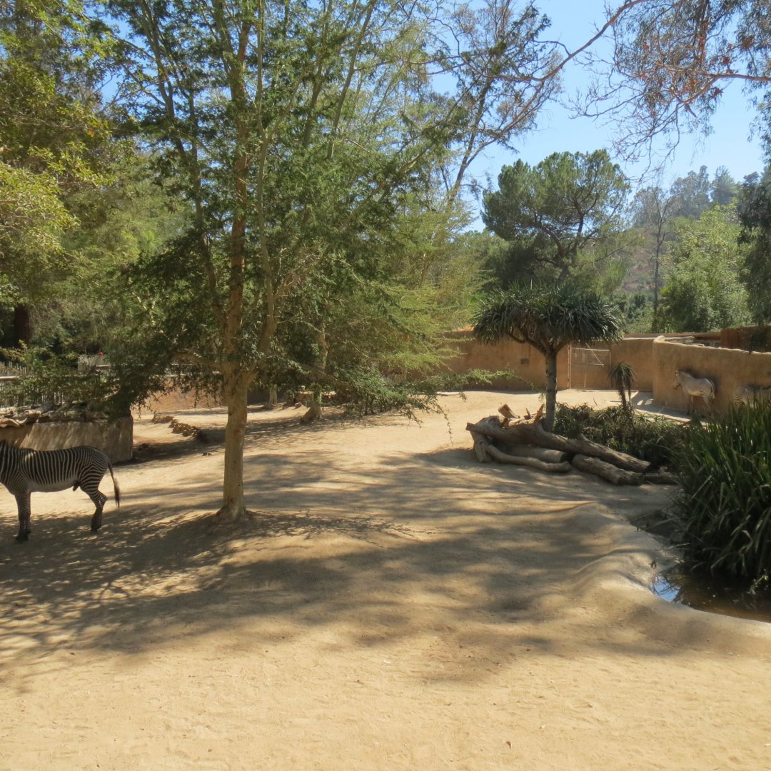 Grevy's Zebra Exhibit