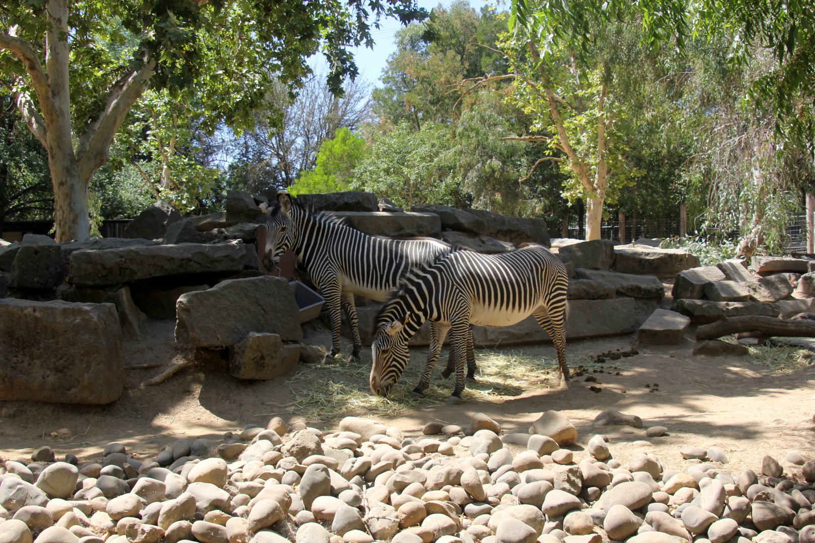Grevy's Zebra exhibit