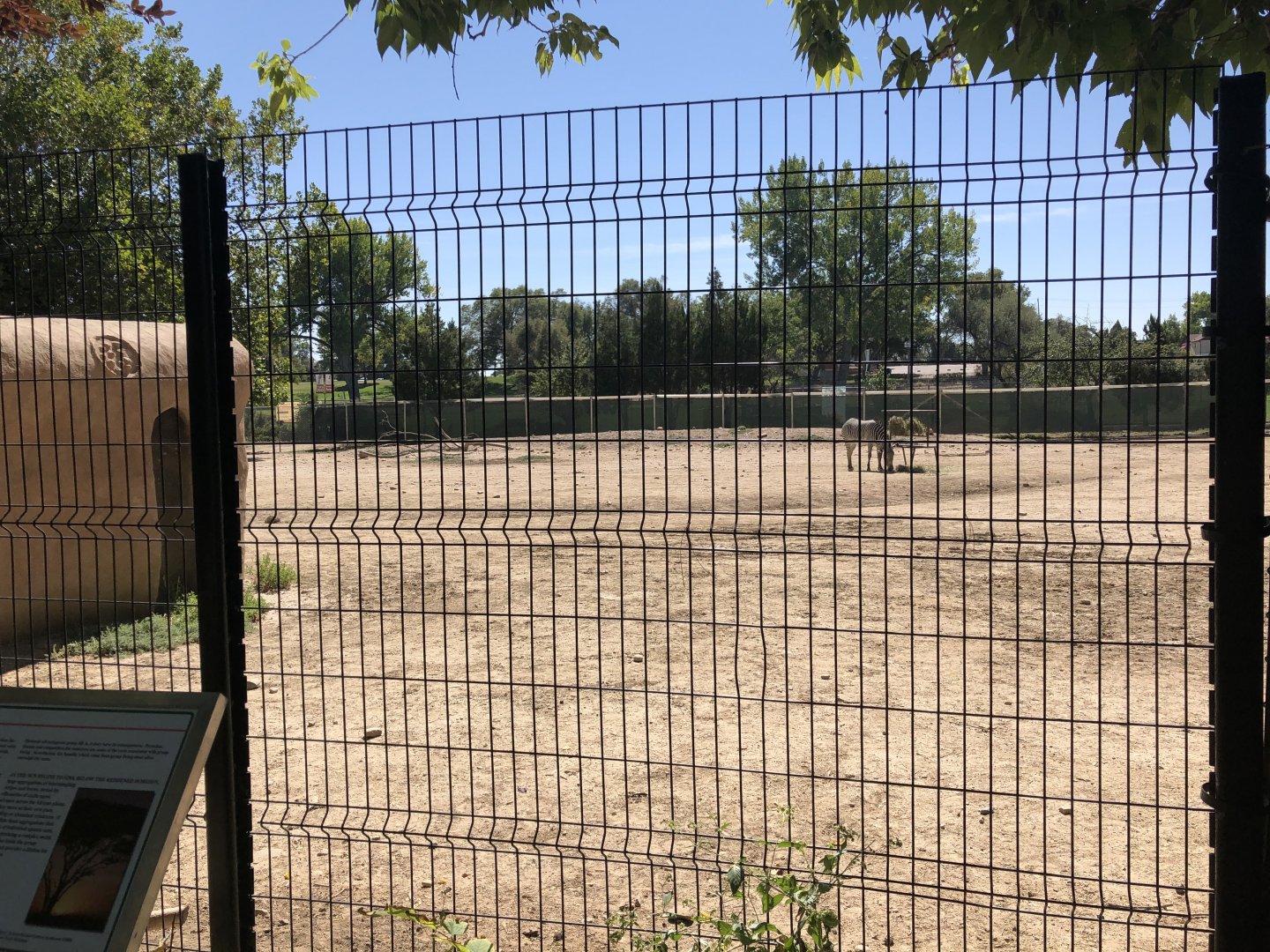 Grevy's Zebra exhibit